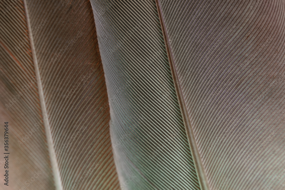 Aufkleber Close up Beautiful gray Bird feather background pattern texture for design. Macro photography view.