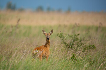 European roe deer - Capreolus capreolus on the meadow