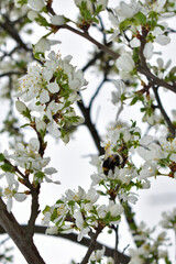 bumblebee sits on white apple blossoms