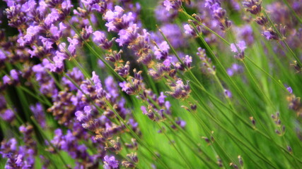 Lavender plant in blossom.