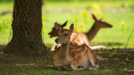 Fallow deer - Dama Dama in the park