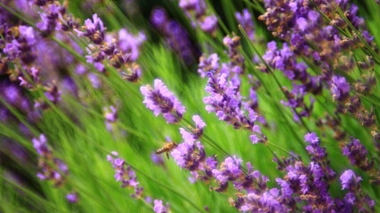 Obraz premium Lavender plant in blossom.
