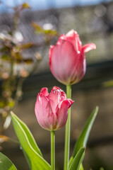 Naklejka premium Beautiful pinkish red tulip grows among blooming flowers on background of blurry spring garden