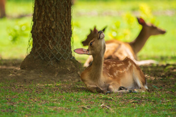 Fallow deer - Dama Dama in the park