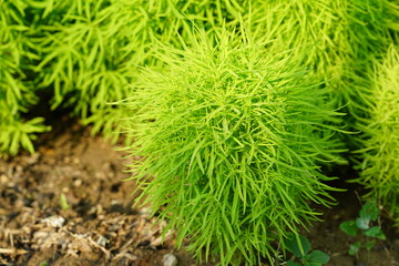 broom cypress, bassia scoparia