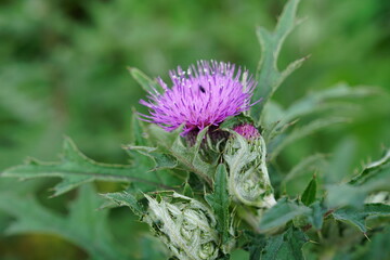 thistle