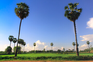 landscape with sugar palm
