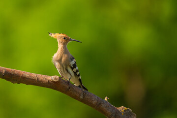 Eurasian hoopoe - Upupa epops on a tree branch