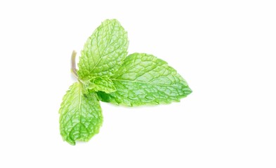 Pudina Leaf / Mint Leaves Isolated white