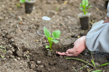 Juicy green seedlings of young flowers growing in the open field, flower care. Gardening. Planting young breeders.