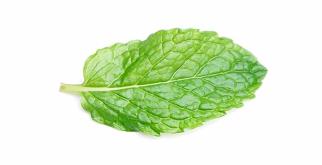 Pudina Leaf or Mint Leaves Isolated white background