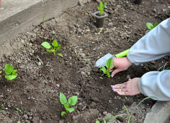 Juicy green seedlings of young flowers growing in the open field, flower care. Gardening. Planting young breeders.