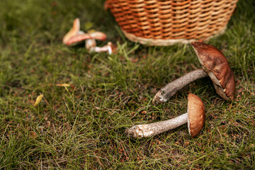 Forest plucked mushrooms lie on the grass next to a wicker basket. The autumn atmosphere.