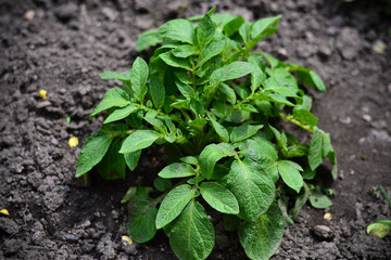 Juicy green seedlings of young potatoes growing in the open field, caring for potatoes. Agriculture. Tuber.