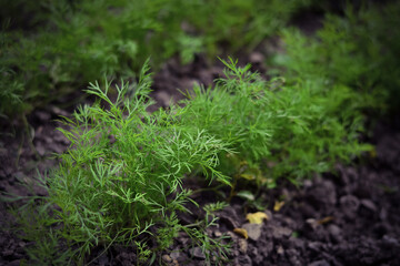 Juicy green seedlings of young dill growing in open ground, dill care. Agriculture.