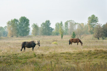 Two horses in a rural landscape