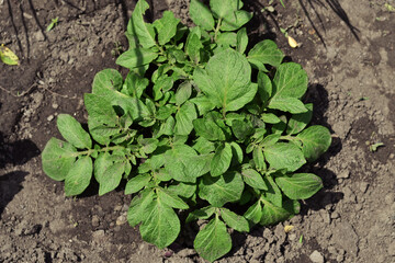 Juicy green seedlings of young potatoes growing in the open field, caring for potatoes. Agriculture. Tuber.