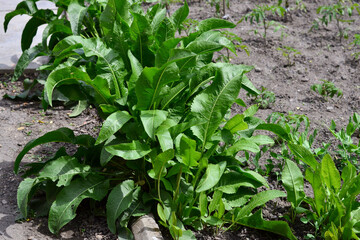 Juicy green seedlings of young horseradish growing in the open field, horseradish care. Agriculture.