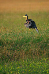 Purple Heron - Ardea purpurea on wetland