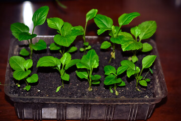 Juicy green seedlings of young flowers growing in the open field, flower care. Gardening. Planting young breeders.