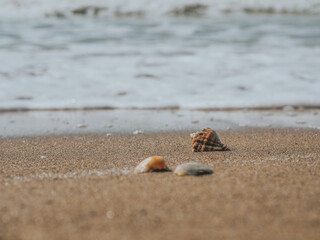 Beautiful Seashells In The Sand On The Sea Coast Or Ocean. Sea Foam On Sea Shells. Summer Concept. Wallpaper. High Quality