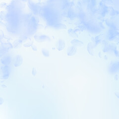 Light blue flower petals falling down. Stylish rom