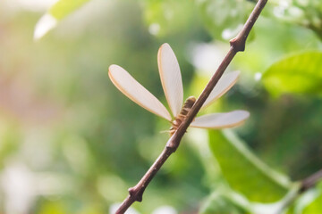 Insects on the branches