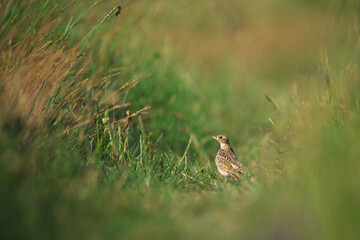 Eurasian skylark - Alauda arvensis in the grass