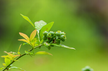 Springtime green buds on a branch with green leaves in the rain shallow depth of field