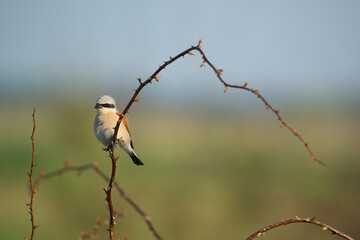 Male Red-backed shrike - Lanius collurio on a branch