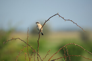 Male Red-backed shrike - Lanius collurio on a branch