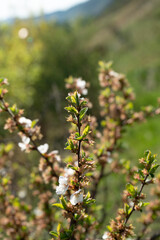 A sprig of deciduous bell flowers in early spring.