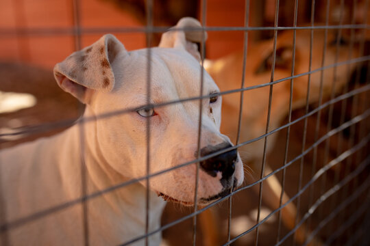  Little dog behind a fence in a dog shelter