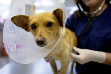 Woman examining a dog in a dog shelter