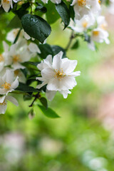 Jasmine bush branch with blooming white flowers isolated with shallow depth of field bubble bokeh background
