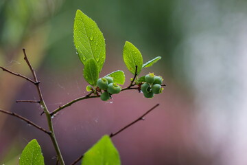 Springtime green buds on a branch with green leaves in the rain shallow depth of field