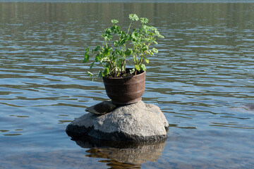 A pot with a plant on a stone in a pond.