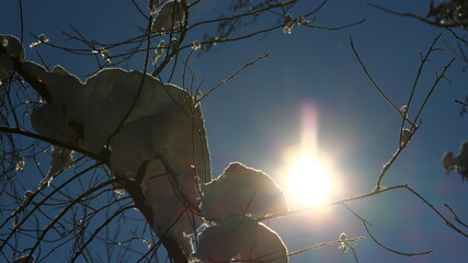 Sun shines through the branches, covered with snow.