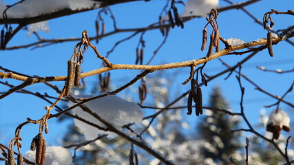 Frozen branches, covered with snow.