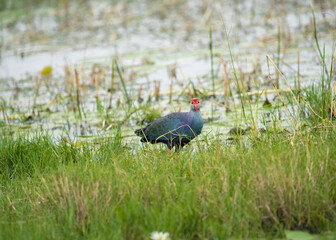 Purple swamp hen in green grasess with beautiful background.