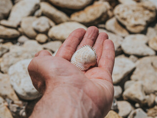 Seashell In Male Hand On A Background background of sea stones. Close-up . Summer Concept. Wallpaper. High Quality