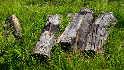 Dry wood logs in the grass
