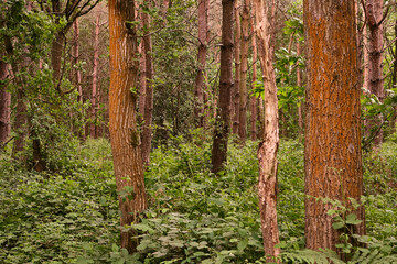 Fototapeta premium trees in a forest