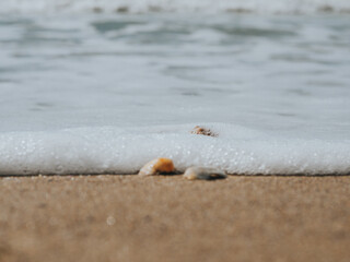 Beautiful Seashells In The Sand On The Sea Coast Or Ocean. Sea Foam On Sea Shells. Summer Concept. Wallpaper. High Quality