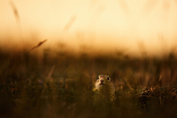 European ground squirrel - Spermophilus citellus - in the grass