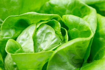 Closeup fresh green lettuce, vegetable garden, fresh salad