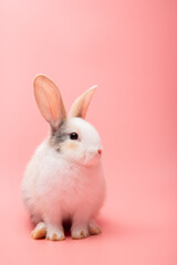 Little white and brown rabbit sitting on isolated pink or old rose background at studio. It's small mammals in the family Leporidae of the order Lagomorpha. Animal studio portrait.