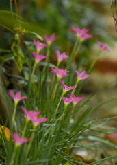 Lily Zephyranthes beautiful pink flower with nice green background in natural light, misty cool morning, water drops over the petals, sunlight.Zephyranthes rosea, commonly known as the Cuban zephyrlil