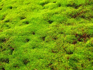 close up macro photo wet fresh green mosses texture on the rock