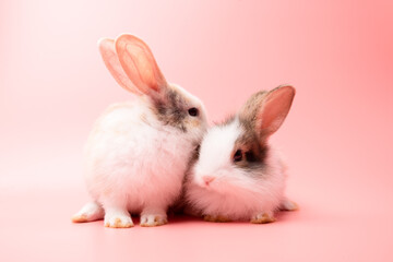 Little couple white and brown rabbit sitting on isolated pink or old rose background at studio. It's small mammals in the family Leporidae of the order Lagomorpha. Animal studio portrait. © krumanop